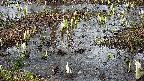 mizubasho4-20250404155056.jpg