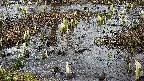 mizubasho4-20250404163055.jpg
