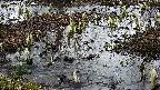 mizubasho4-20250404174056.jpg