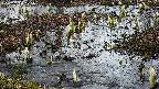 mizubasho4-20250404175054.jpg
