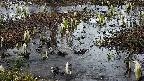 mizubasho4-20250405052054.jpg