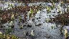 mizubasho4-20250405053055.jpg