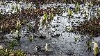 mizubasho4-20250405054053.jpg