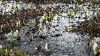 mizubasho4-20250405060054.jpg