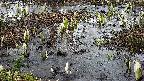 mizubasho4-20250405061053.jpg