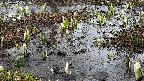mizubasho4-20250405062055.jpg