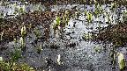 mizubasho4-20250405063053.jpg