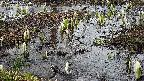 mizubasho4-20250405064054.jpg