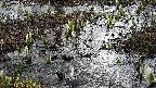 mizubasho4-20250405065054.jpg