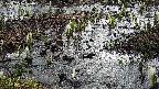 mizubasho4-20250405070057.jpg
