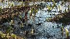 mizubasho4-20250405074051.jpg