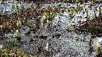 mizubasho4-20250405081052.jpg