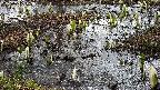 mizubasho4-20250405083053.jpg