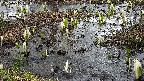 mizubasho4-20250405090052.jpg