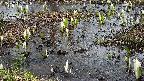 mizubasho4-20250405095054.jpg