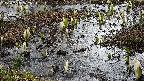 mizubasho4-20250405102056.jpg