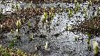 mizubasho4-20250405103058.jpg