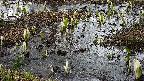 mizubasho4-20250405104052.jpg