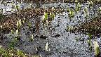 mizubasho4-20250405105054.jpg