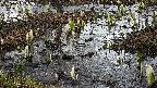 mizubasho4-20250405113056.jpg