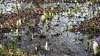 mizubasho4-20250405114054.jpg