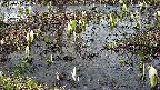 mizubasho4-20250405115053.jpg