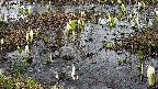 mizubasho4-20250405123057.jpg