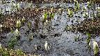 mizubasho4-20250405131053.jpg