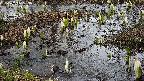 mizubasho4-20250405133054.jpg