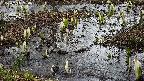 mizubasho4-20250405134054.jpg