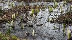 mizubasho4-20250405135053.jpg