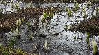 mizubasho4-20250405140055.jpg