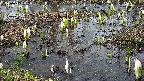 mizubasho4-20250405142053.jpg