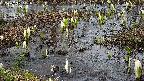 mizubasho4-20250405143055.jpg