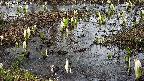 mizubasho4-20250405145055.jpg