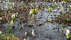 mizubasho4-20250405150056.jpg