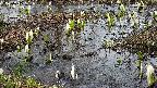 mizubasho4-20250405151057.jpg