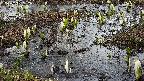 mizubasho4-20250405152055.jpg