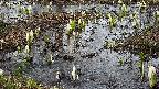 mizubasho4-20250405154055.jpg