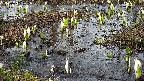 mizubasho4-20250405155055.jpg