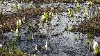 mizubasho4-20250405160055.jpg