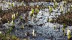 mizubasho4-20250405161054.jpg