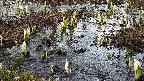 mizubasho4-20250405162052.jpg