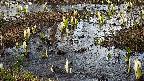 mizubasho4-20250405163059.jpg