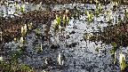 mizubasho4-20250405165058.jpg