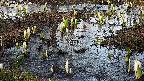 mizubasho4-20250405170054.jpg