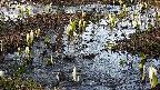 mizubasho4-20250405171055.jpg