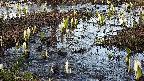 mizubasho4-20250405172055.jpg