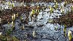 mizubasho4-20250405173054.jpg