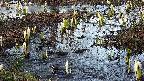 mizubasho4-20250405174056.jpg